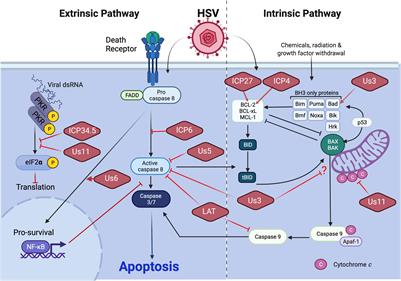 Programmed Cell Death-Dependent Host Defense in Ocular Herpes Simplex Virus Infection